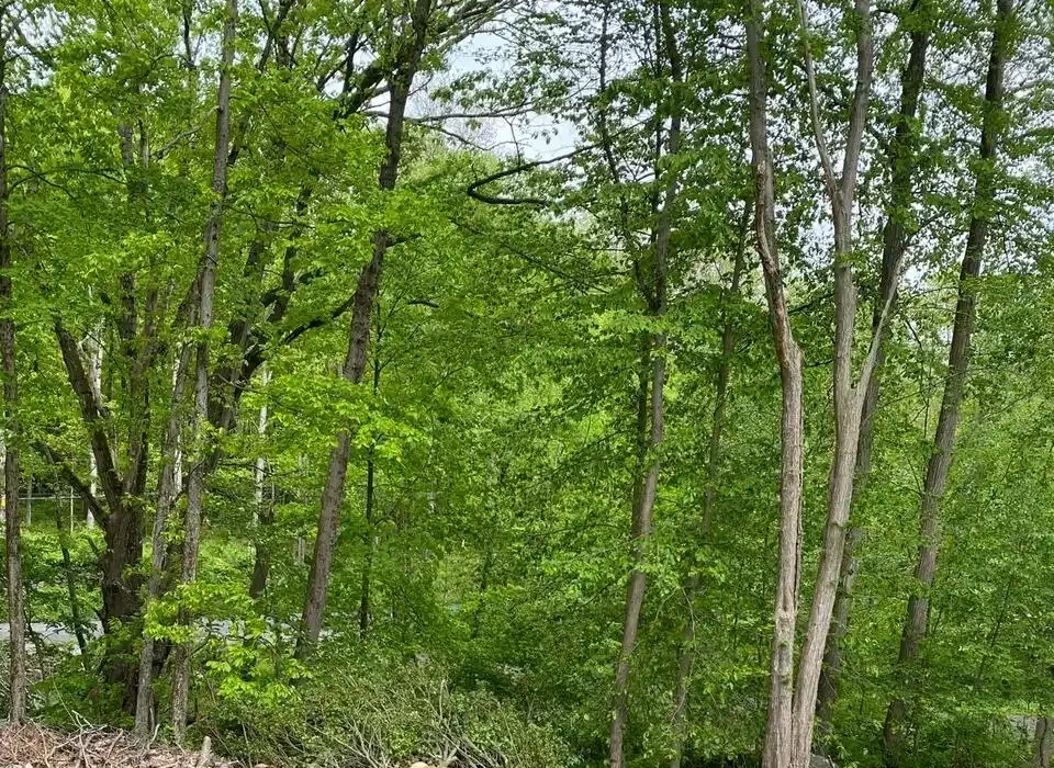 Tree Trimming
